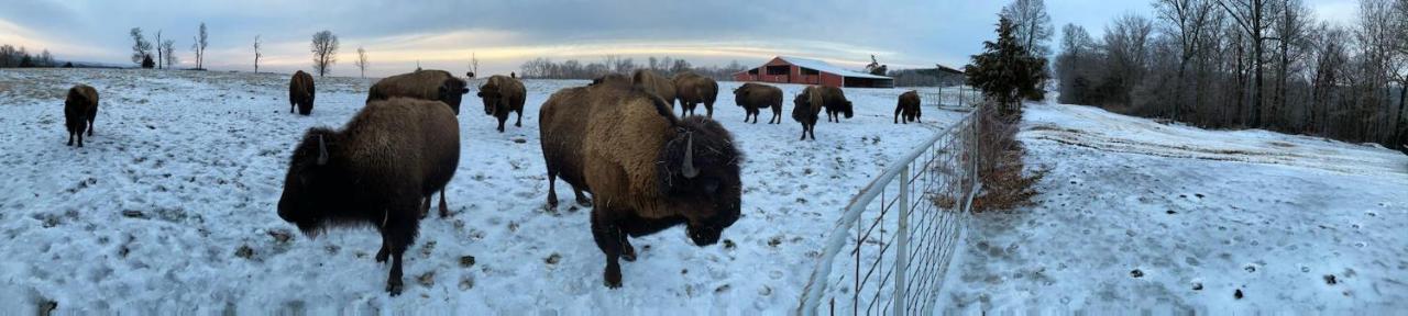 Cedar Cabin Located On A Buffalo Farm Marshall Exterior foto